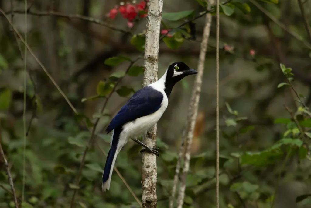 Ecuador Southern Endemics Birding Tour