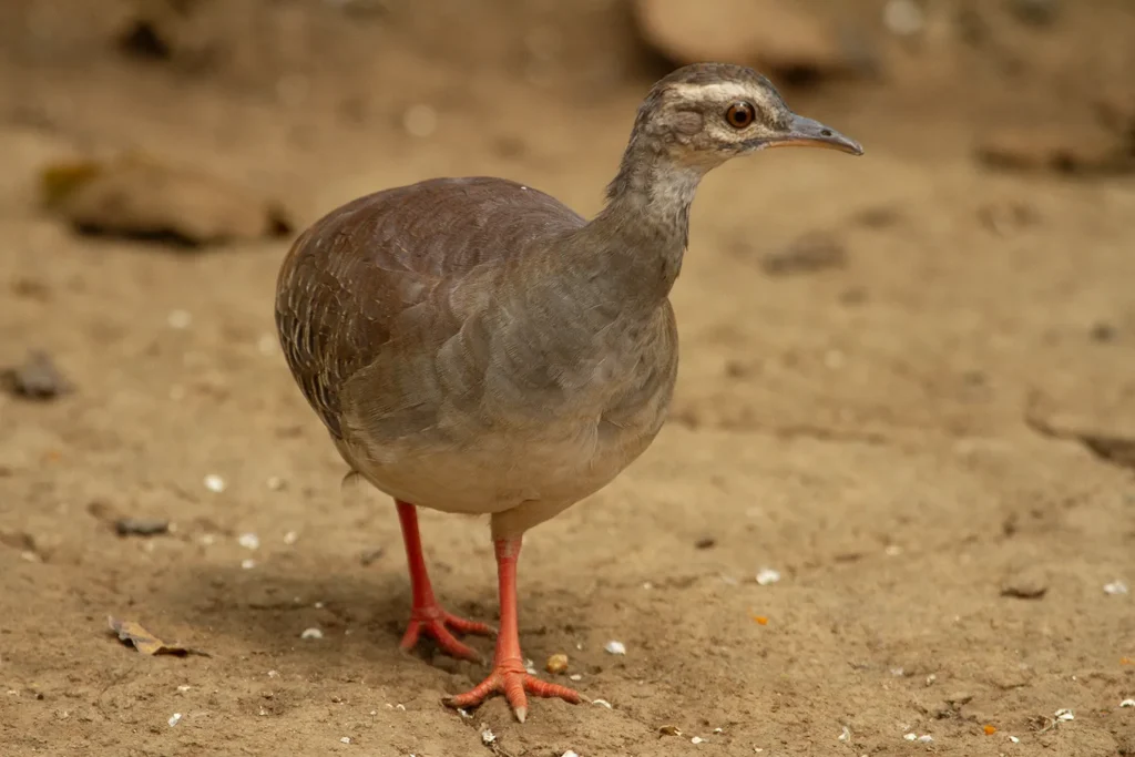 Ecuador Southern Endemics Birding Tour