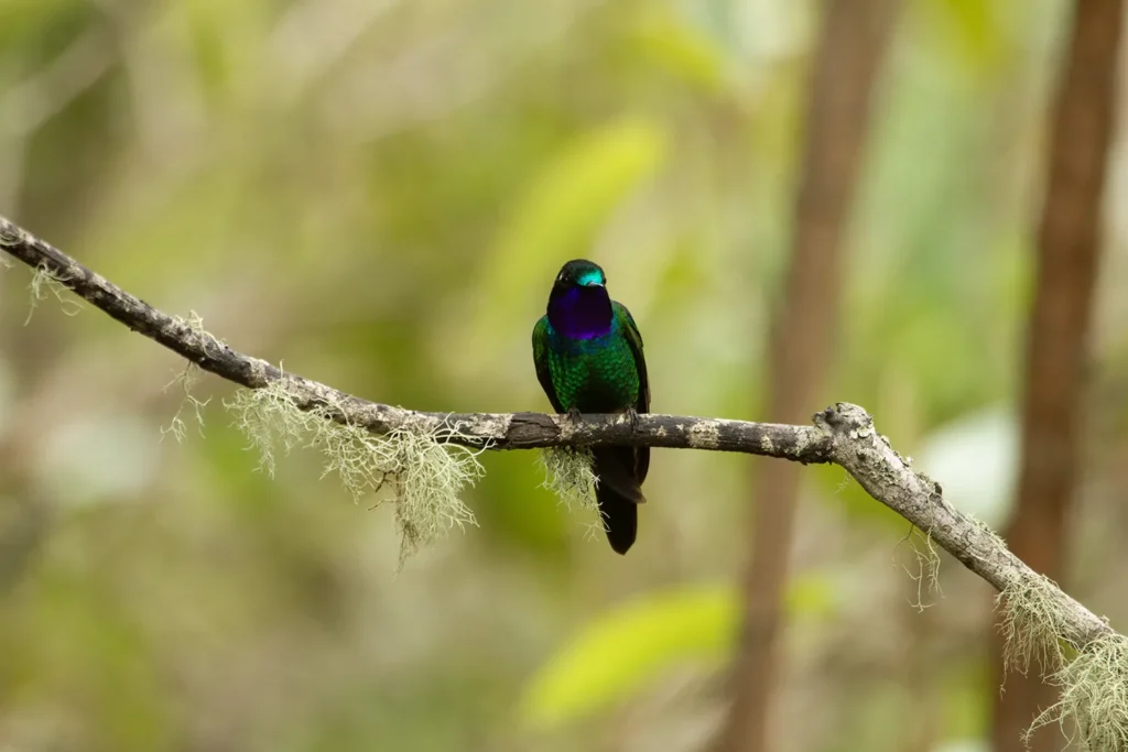 Ecuador Southern Endemics Birding Tour