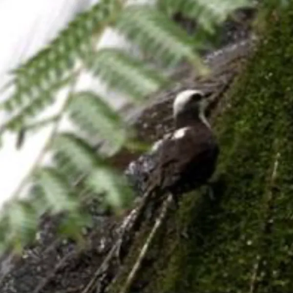 Ecuador Southern Endemics Birding Tour Day 10