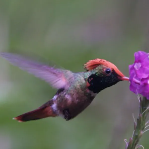Ecuador Southern Endemics Birding Tour Day 11