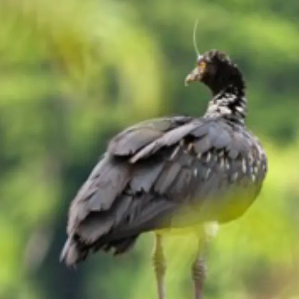 Ecuador Southern Endemics Birding Tour Day 2