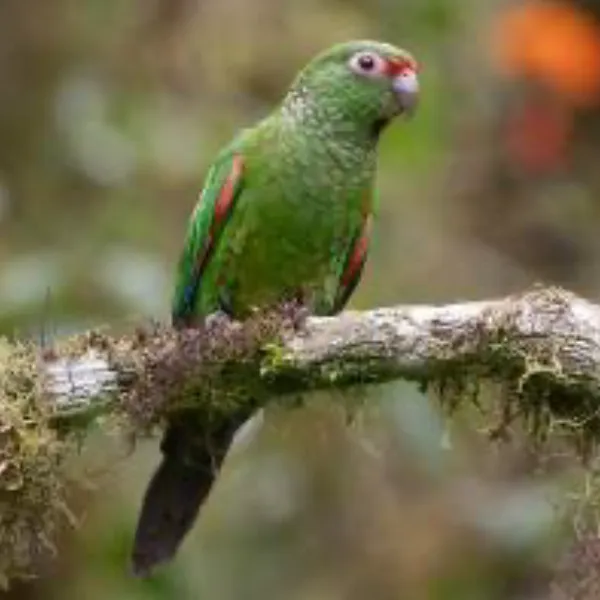 Ecuador Southern Endemics Birding Tour Day 3