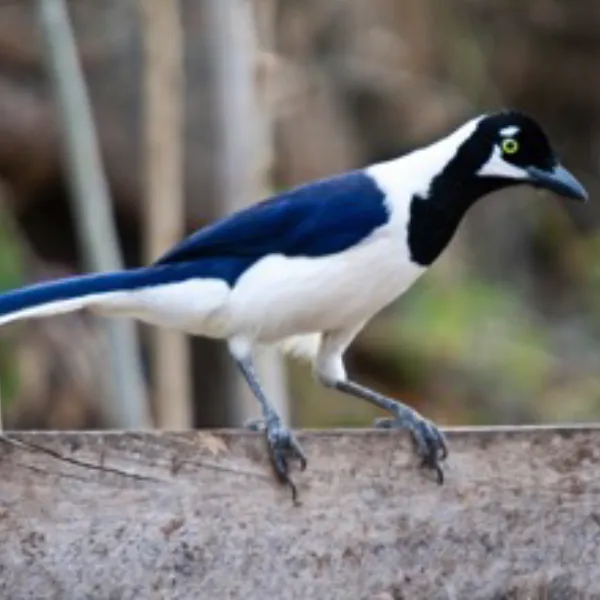 Ecuador Southern Endemics Birding Tour Day 4