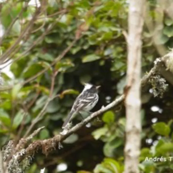 Ecuador Southern Endemics Birding Tour Day 6