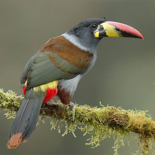 Ecuador Southern Endemics Birding Tour Day 7