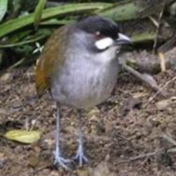Ecuador Southern Endemics Birding Tour Day 8
