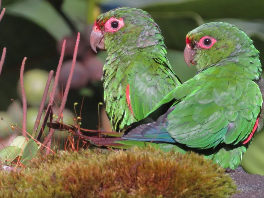 El Oro Parakeet