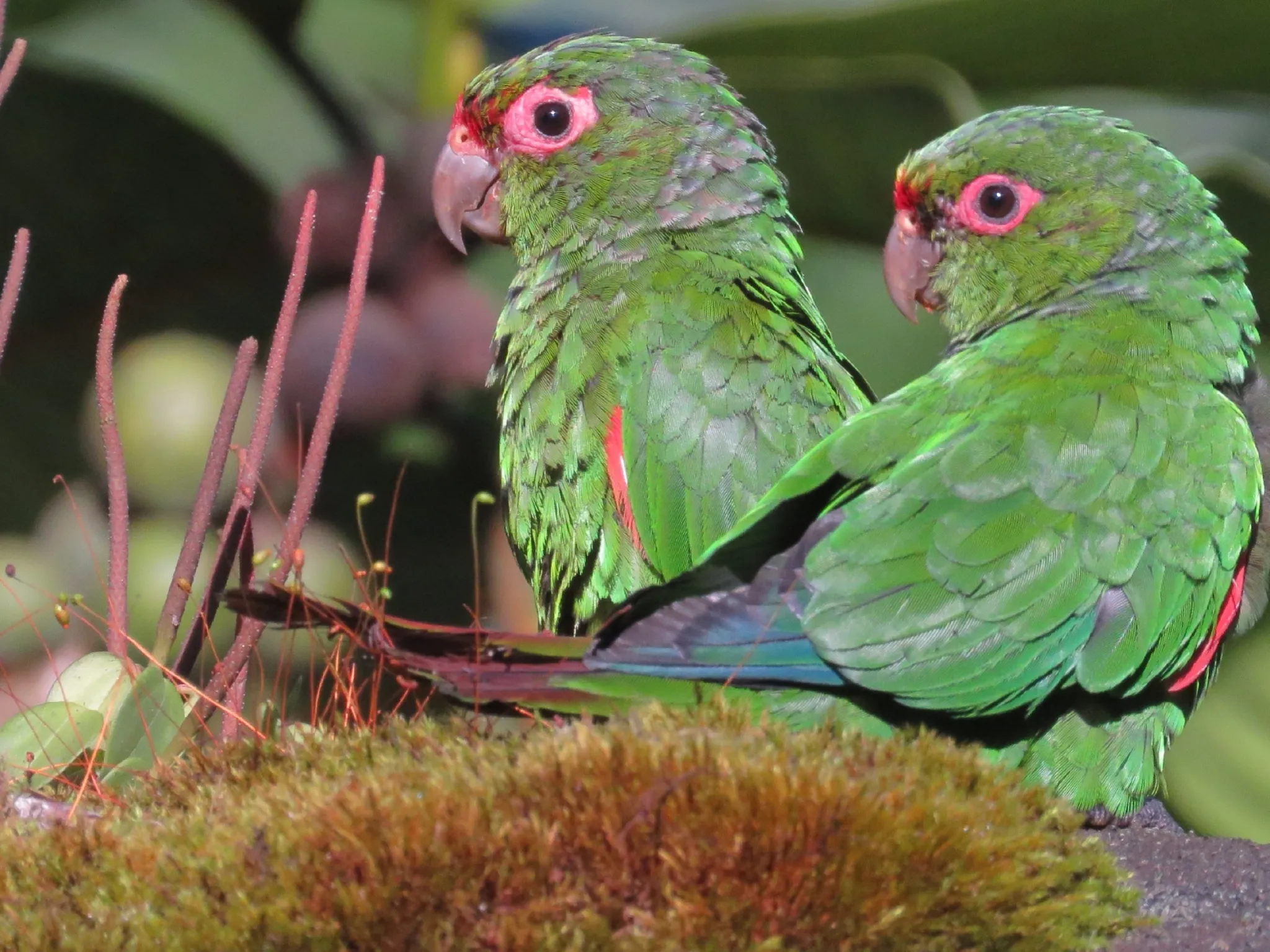 El Oro Parakeet
