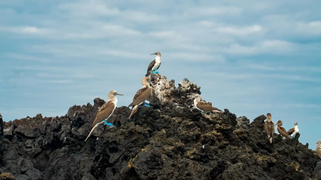 Endemic Galapagos Yacht Activities