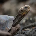 Galapagos Horizon activities