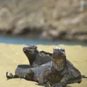 Galapagos Horizon activities