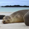 Galapagos Horizon activities