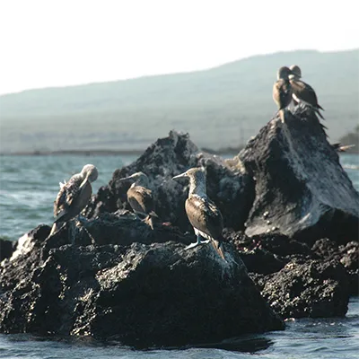 Galapagos Horizon Yacht Activities