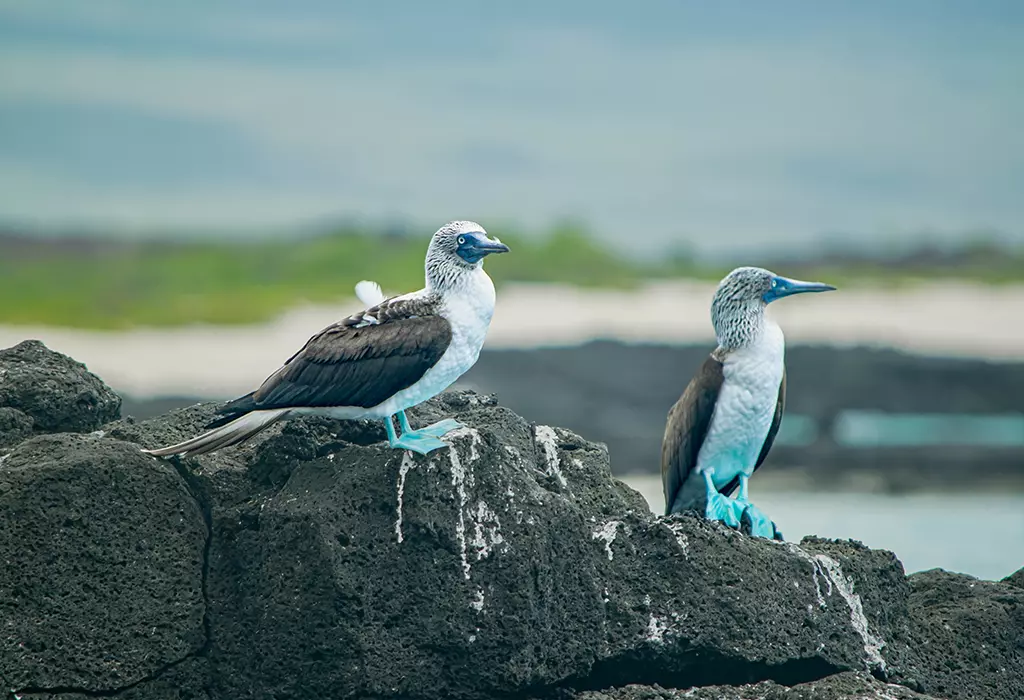 Anahi Catamaran Galapagos Activities