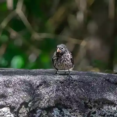 galapagos darwin finche