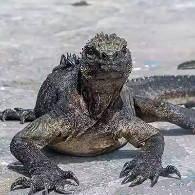 anahi-marin-iguana