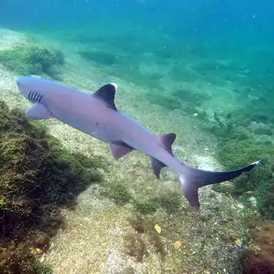 anahi-whitetip-shark