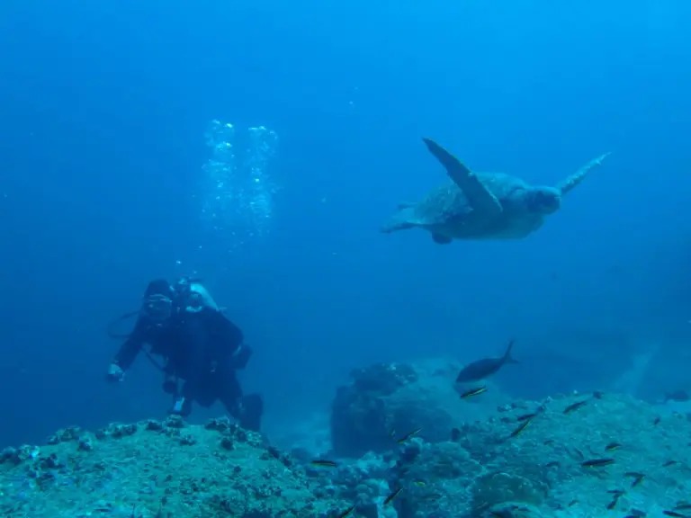 Aqua diving gallery