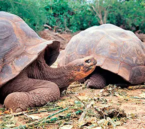 Aqua highlands galapagos