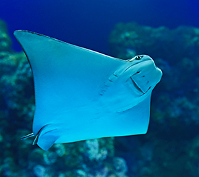 Aqua rocablanca galapagos