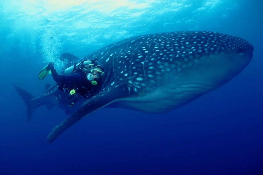 Galapagos sky diving 3