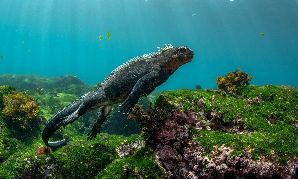 Galapagos sky diving 7