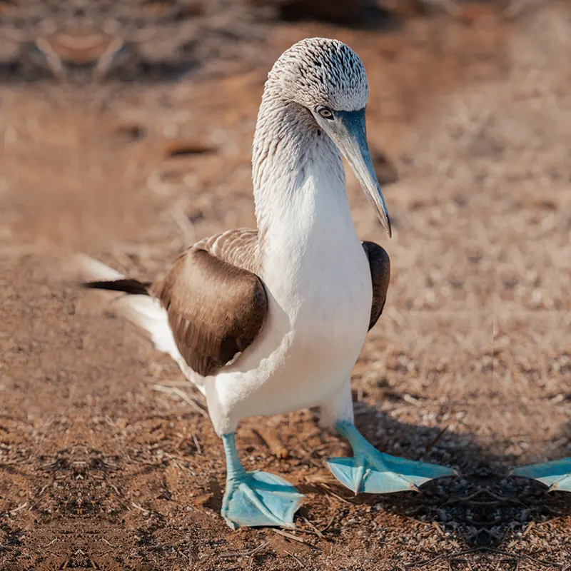 Galapagos sky itinerary a day 2