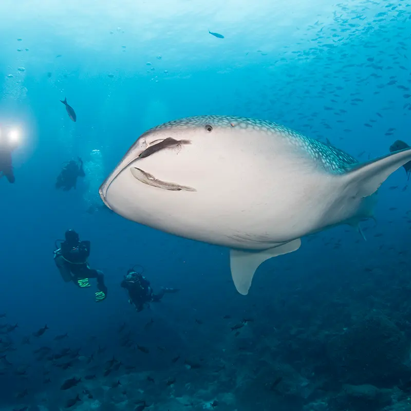 Galapagos sky itinerary a day 4