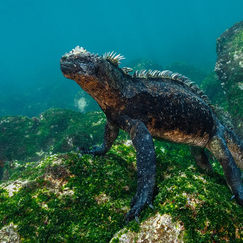 Galapagos sky itinerary a day 6