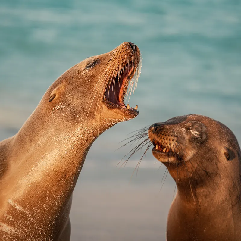 Galapagos sky itinerary a day 8