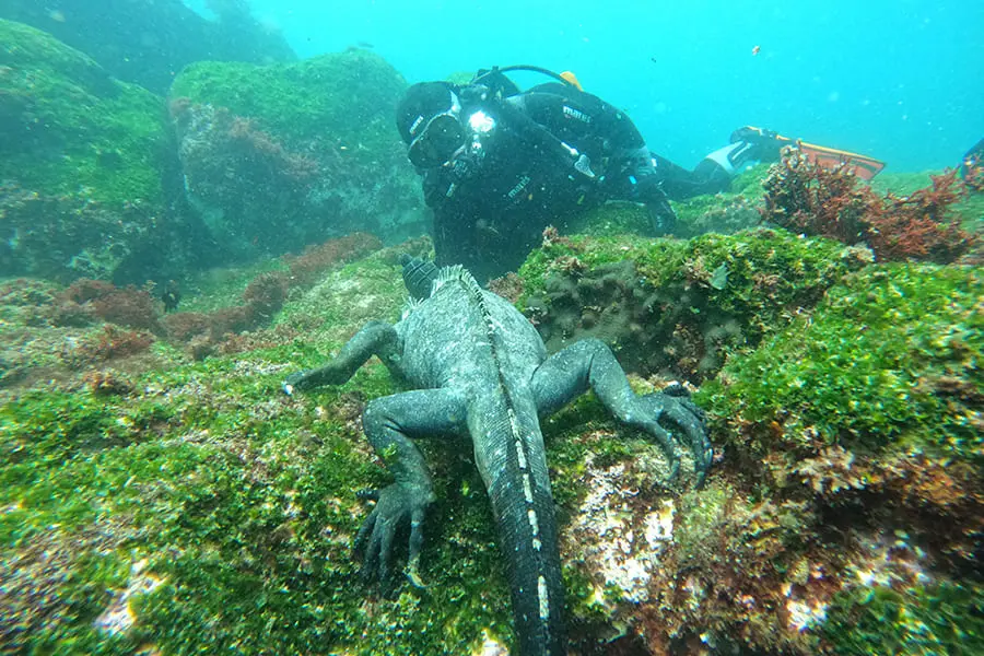 Galaxy diver 2 diving