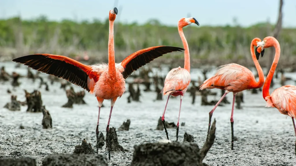 Grand Queen Beatriz Galapagos Cruise Activities