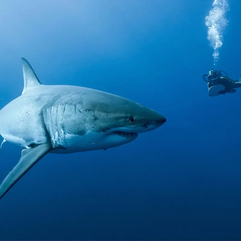 Humboldt explorer diving 4