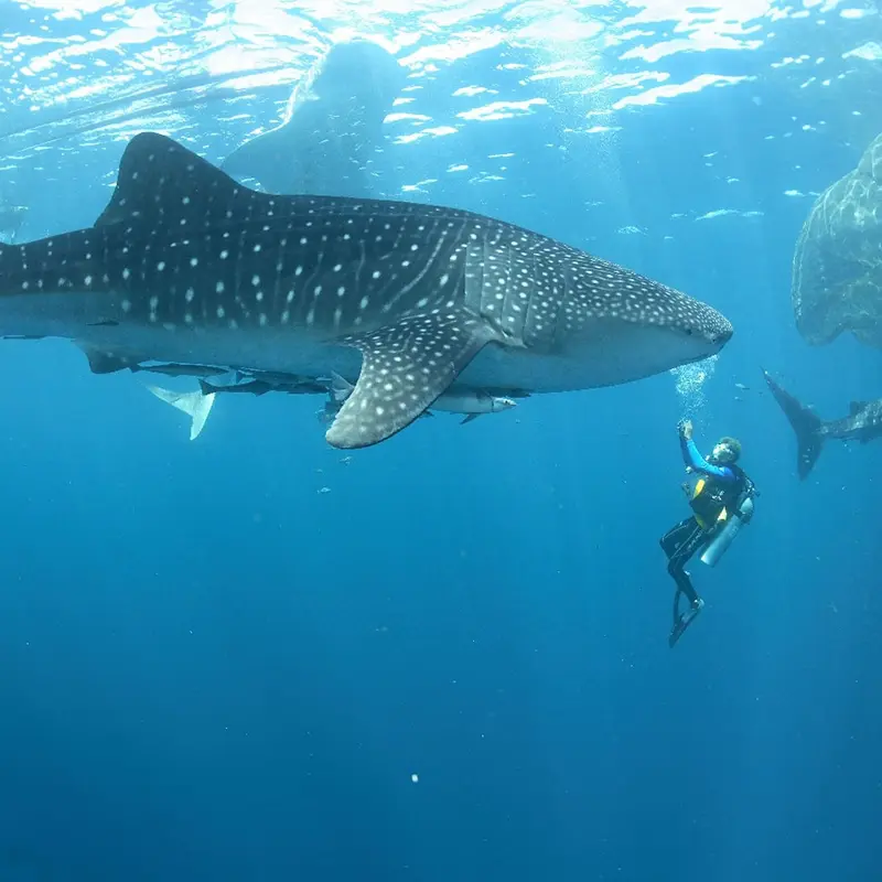 Humboldt explorer diving 5