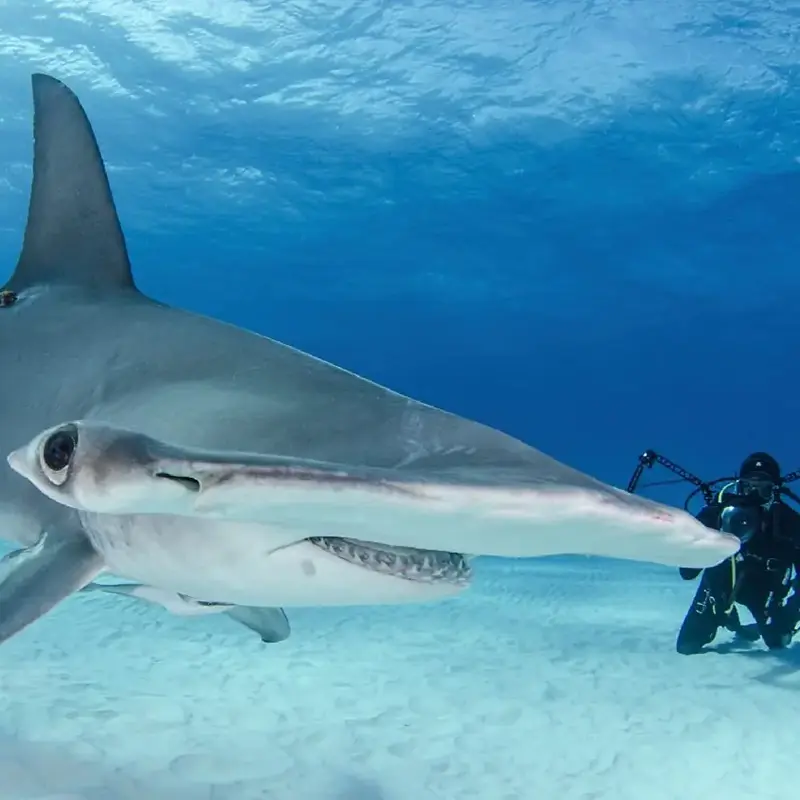 Humboldt explorer diving 6s