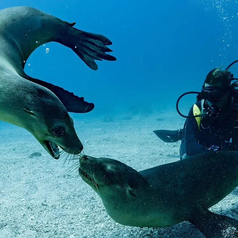 Humboldt explorer diving 7