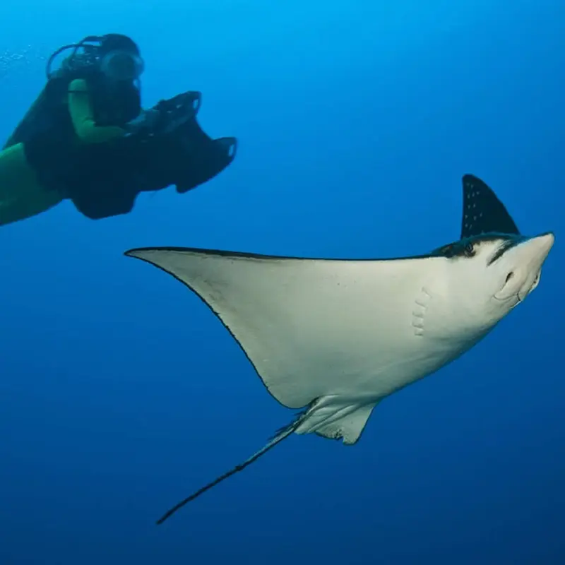 Humboldt explorer diving 8