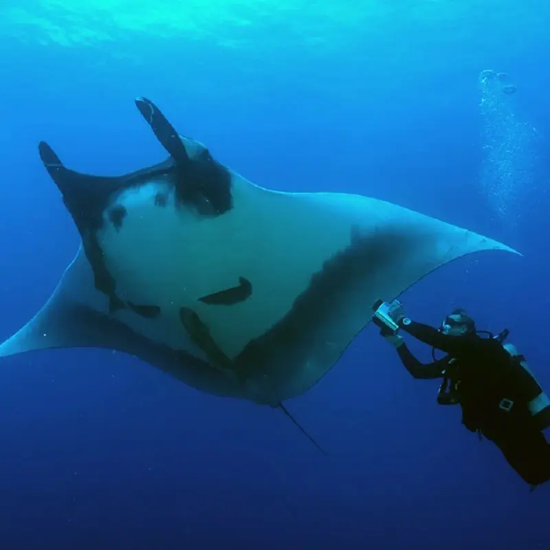 Humboldt explorer diving 9