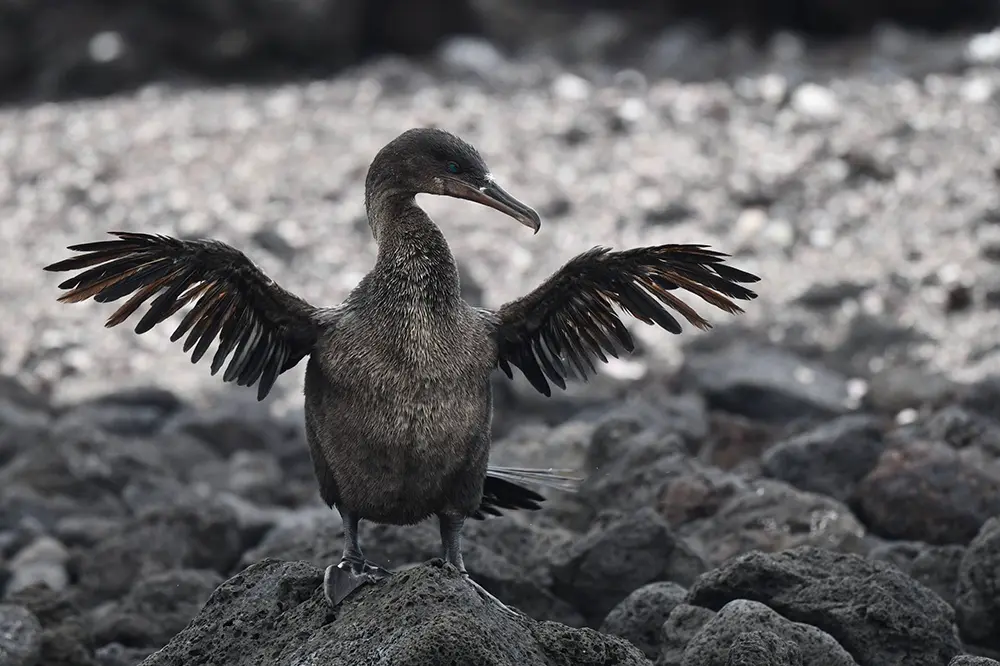 Monserrat galapagos yacht land 05