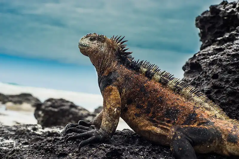 Galapagos Marin iguana
