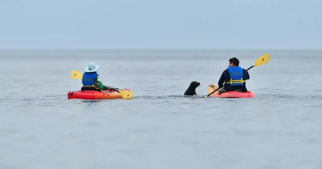 Galapagos kayak