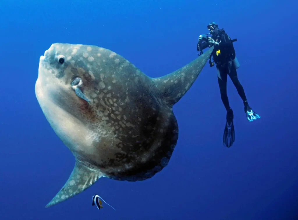 Tiburon explorer diving 03