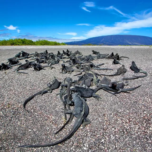 Galapagos april