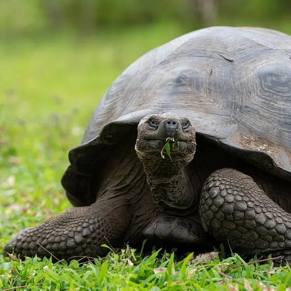 Galapagos august