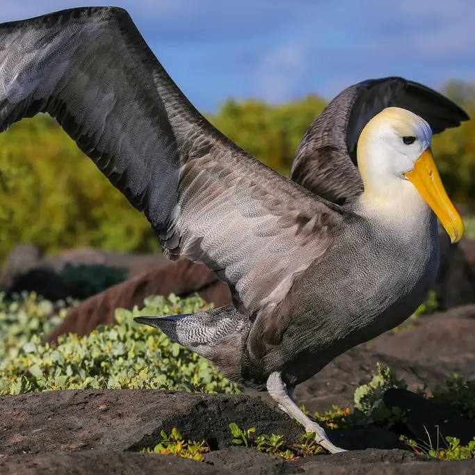 Galapagos december
