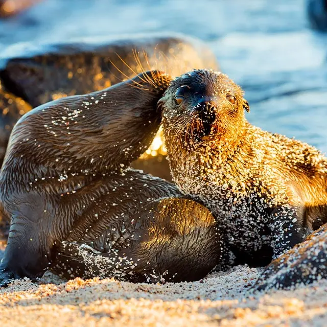 Galapagos july
