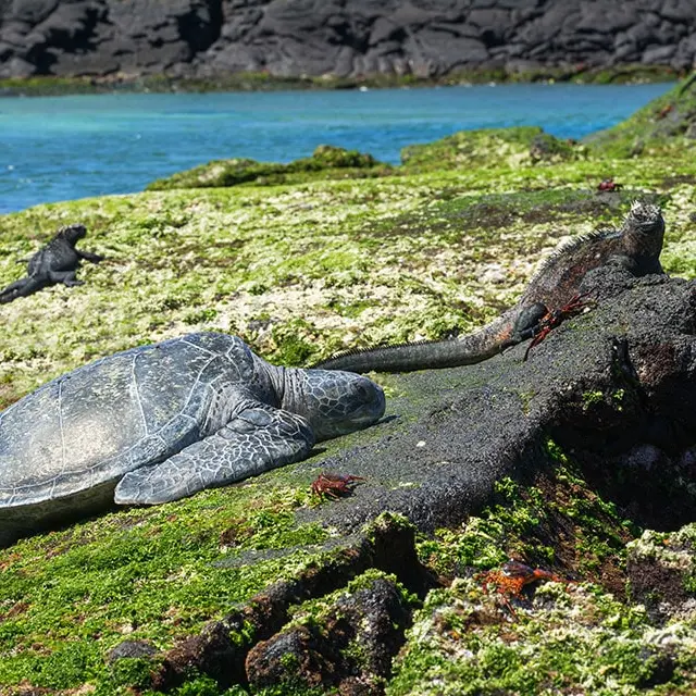 Galapagos june