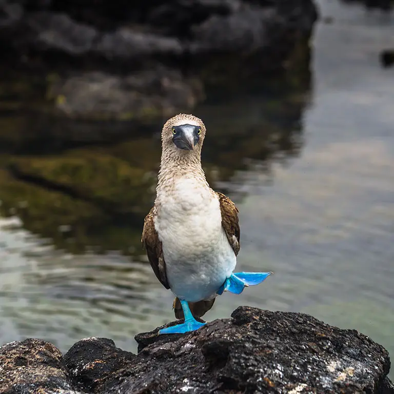 Galapagos may