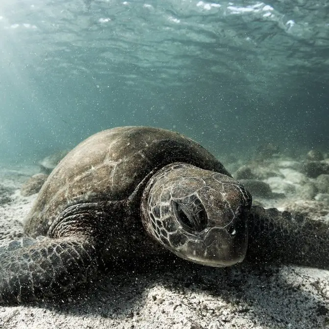 Galapagos november
